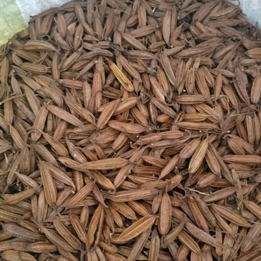 筠连县紫花三叉白芨种子，买一送一