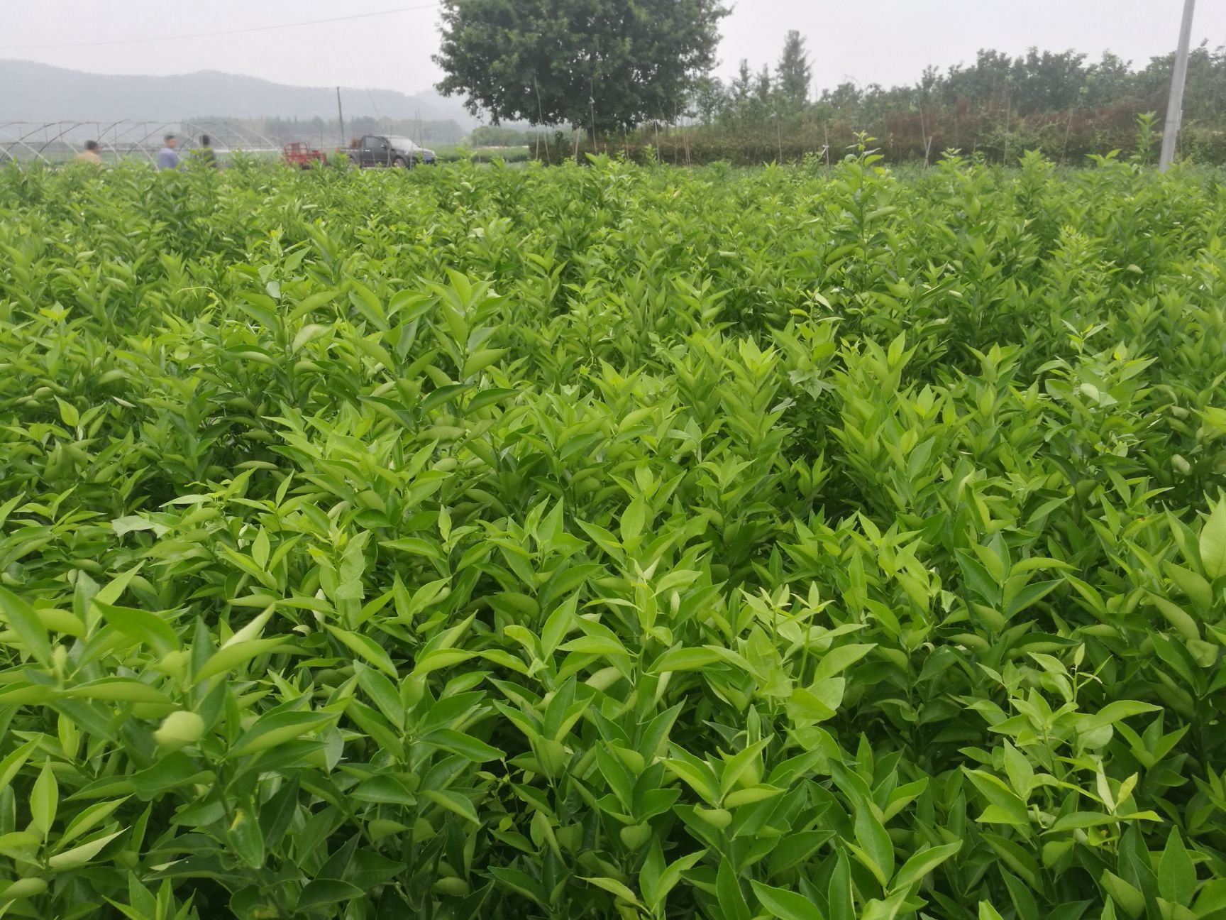 世纪红柑橘苗 嫁接苗 0.5~1米 