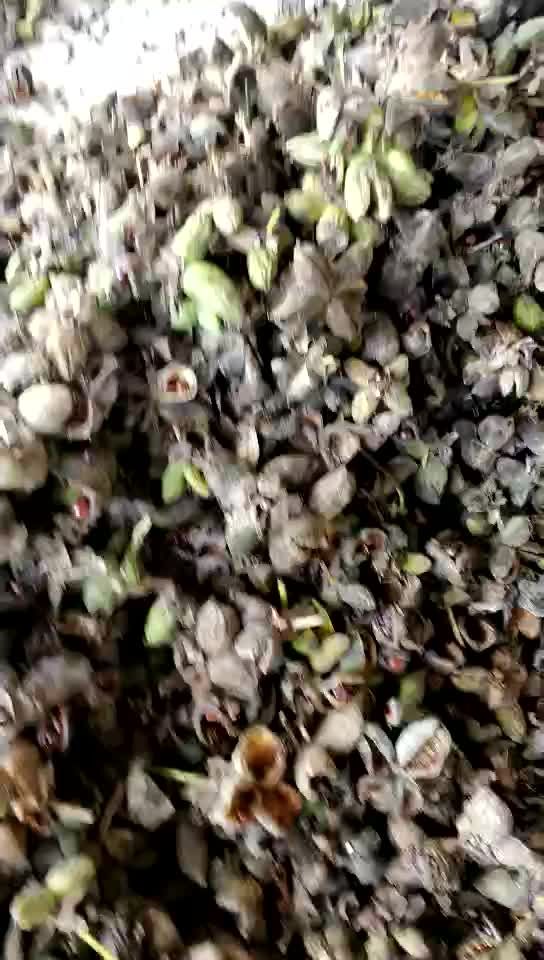 赤芍种苗 赤芍种子人工筛选