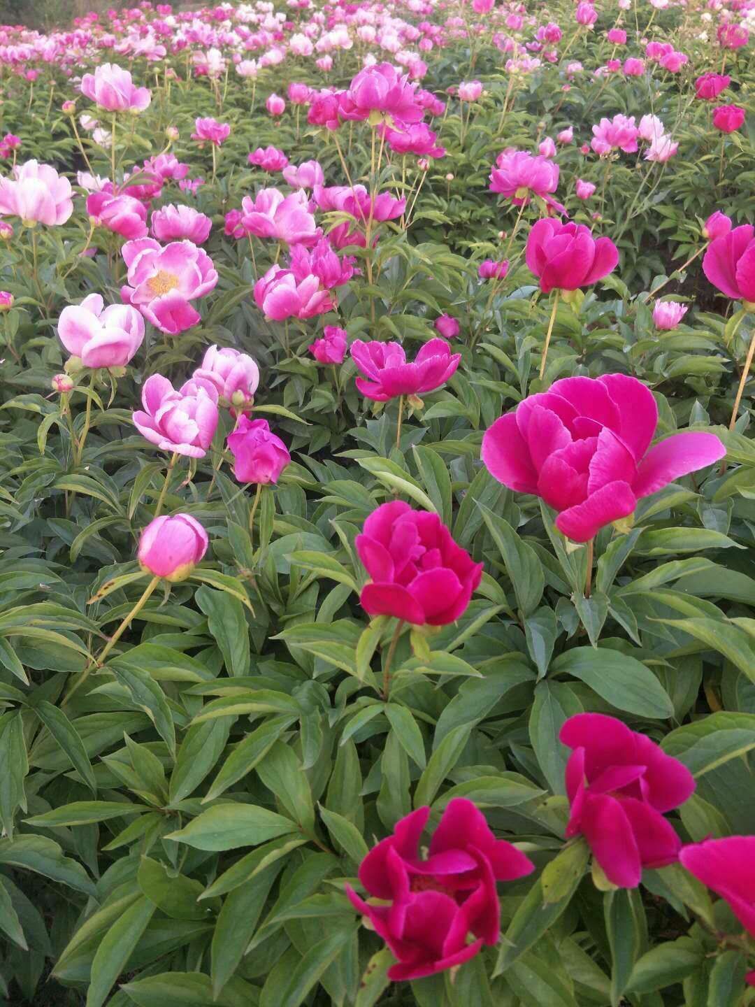 赤芍种苗 赤芍种子人工筛选