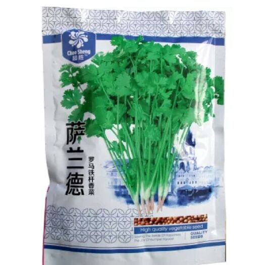 社旗县香菜种子 
