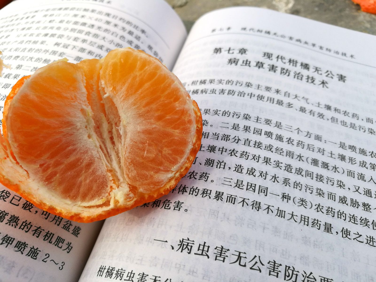 世纪红柑橘苗 嫁接苗 0.5~1米 