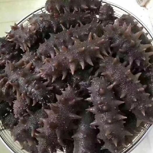 济南大连海参 
