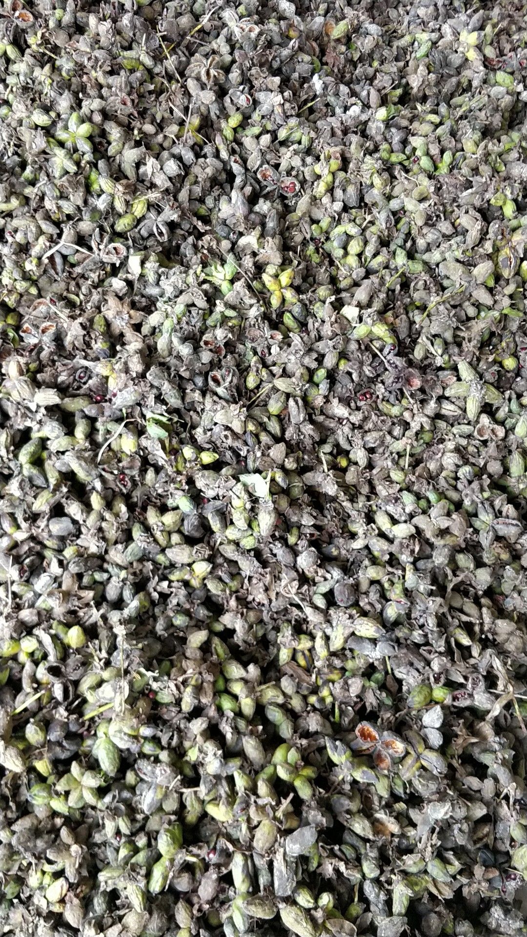 赤芍种苗 赤芍种子人工筛选