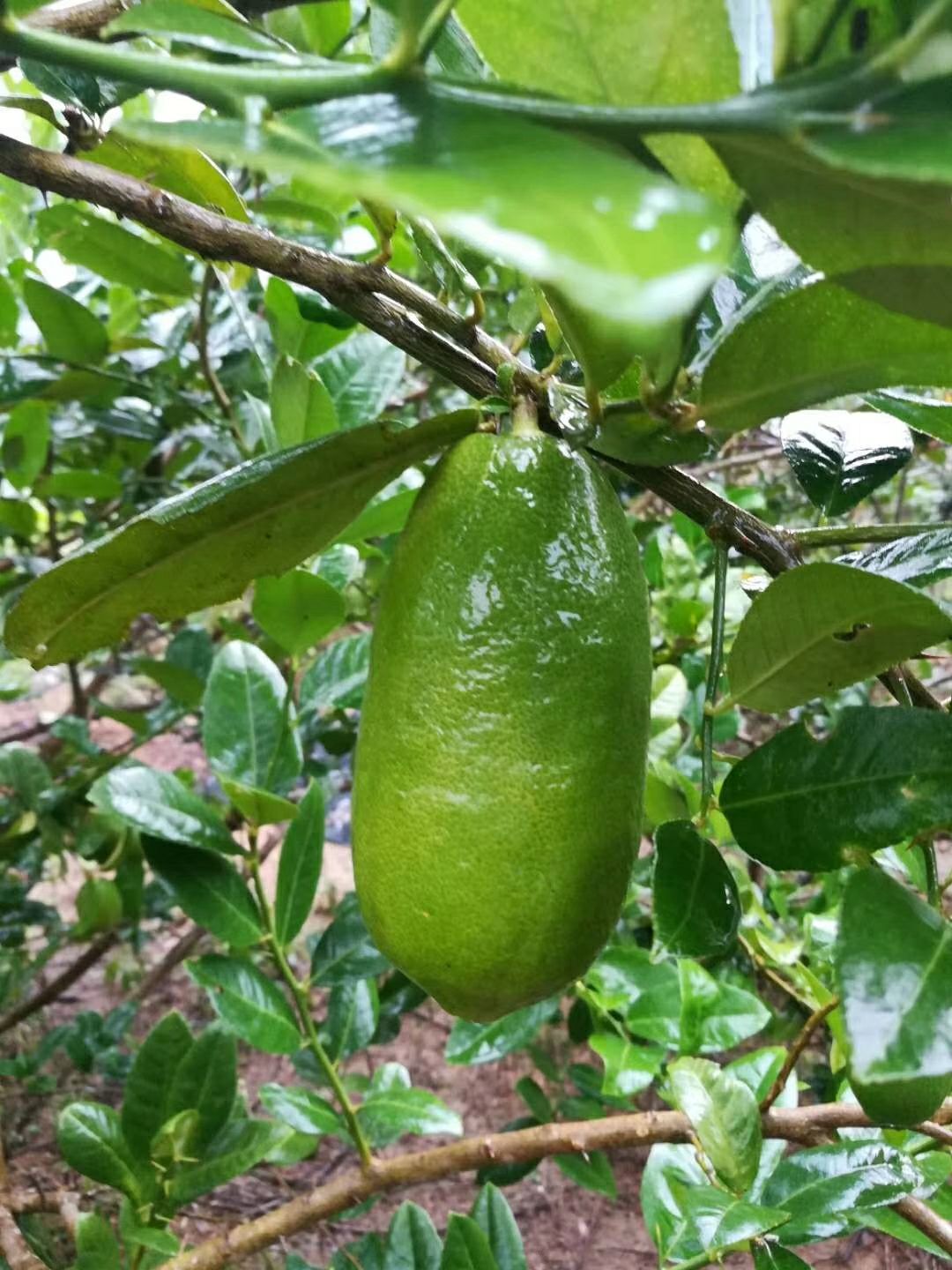 香水柠檬 3.3 - 4.5两 