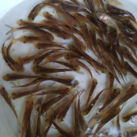 于都县金大头鱼苗 统货