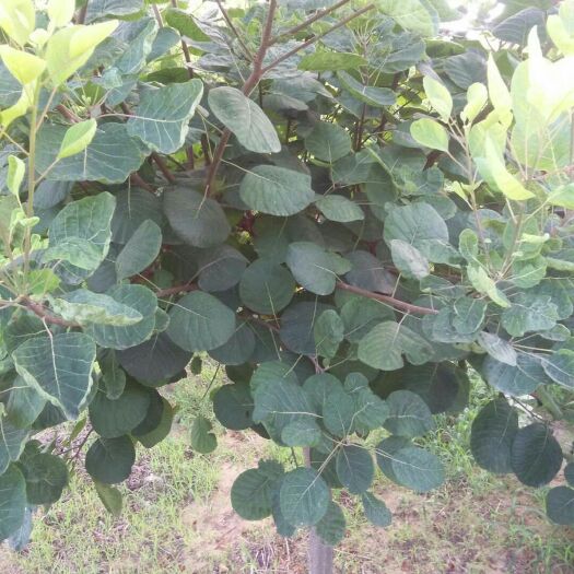 泰安黄栌