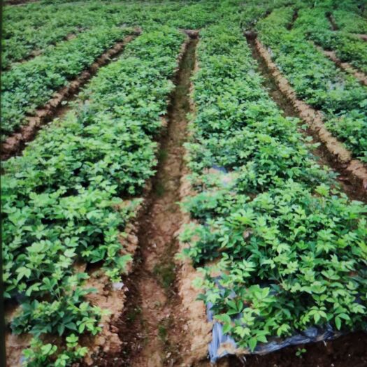 樟树市吴茱萸