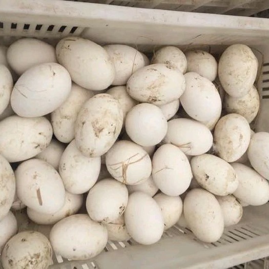 淮安种鹅蛋 孵化 箱装