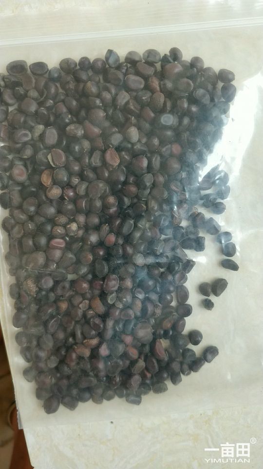 赤芍种苗 赤芍种子人工筛选