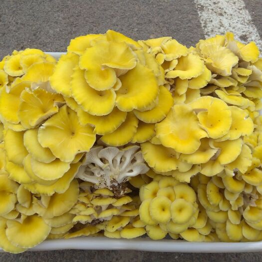 三门峡榆黄蘑菌种