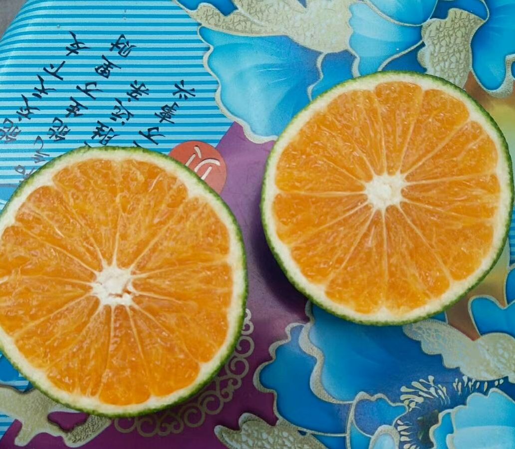 特早蜜桔 5 - 5.5cm 1.5 - 2两