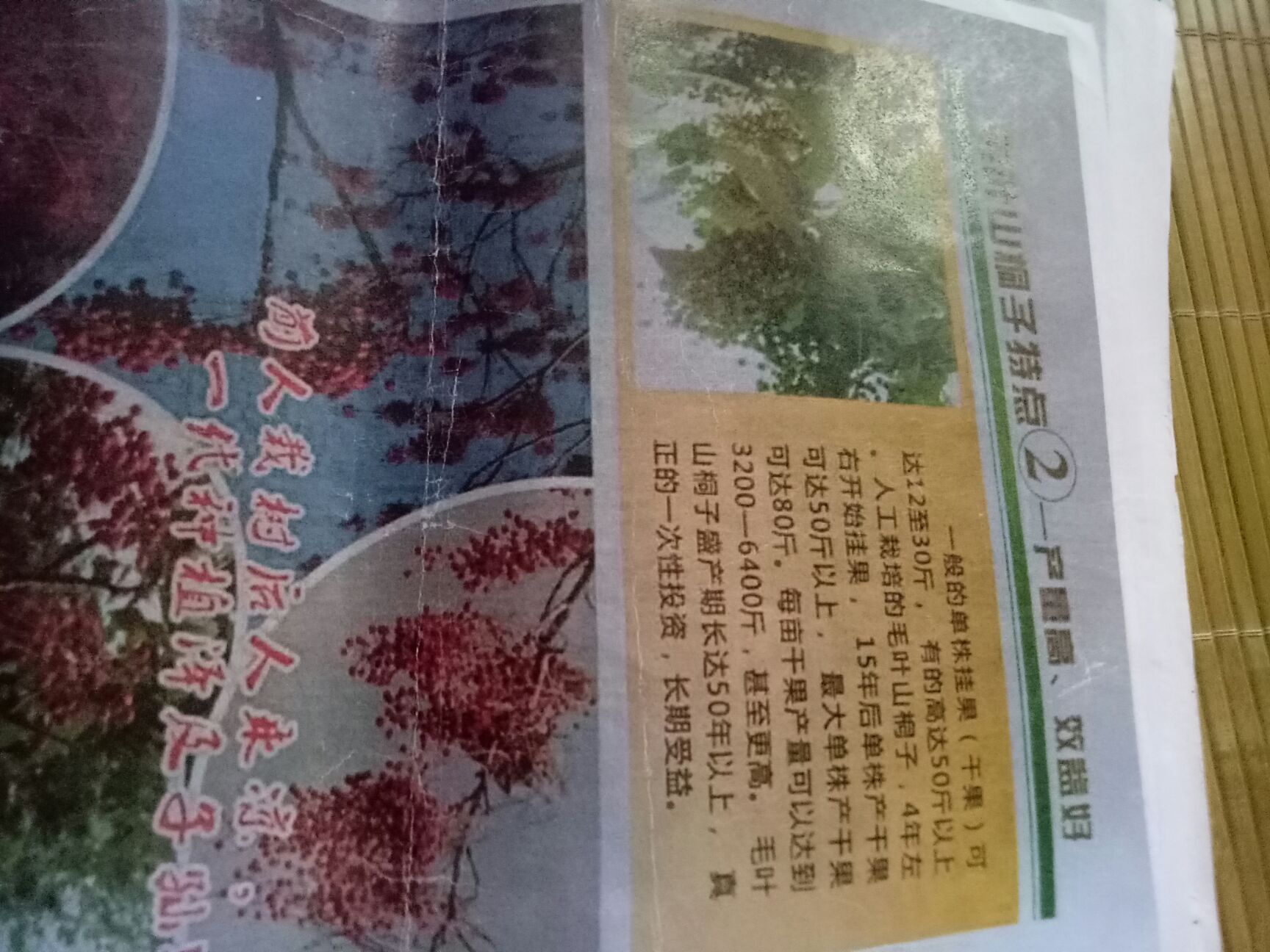 毛叶山桐子苗  毛叶山桐子地径1.2公分以上1.2元/株，山桐小苗2毛1株