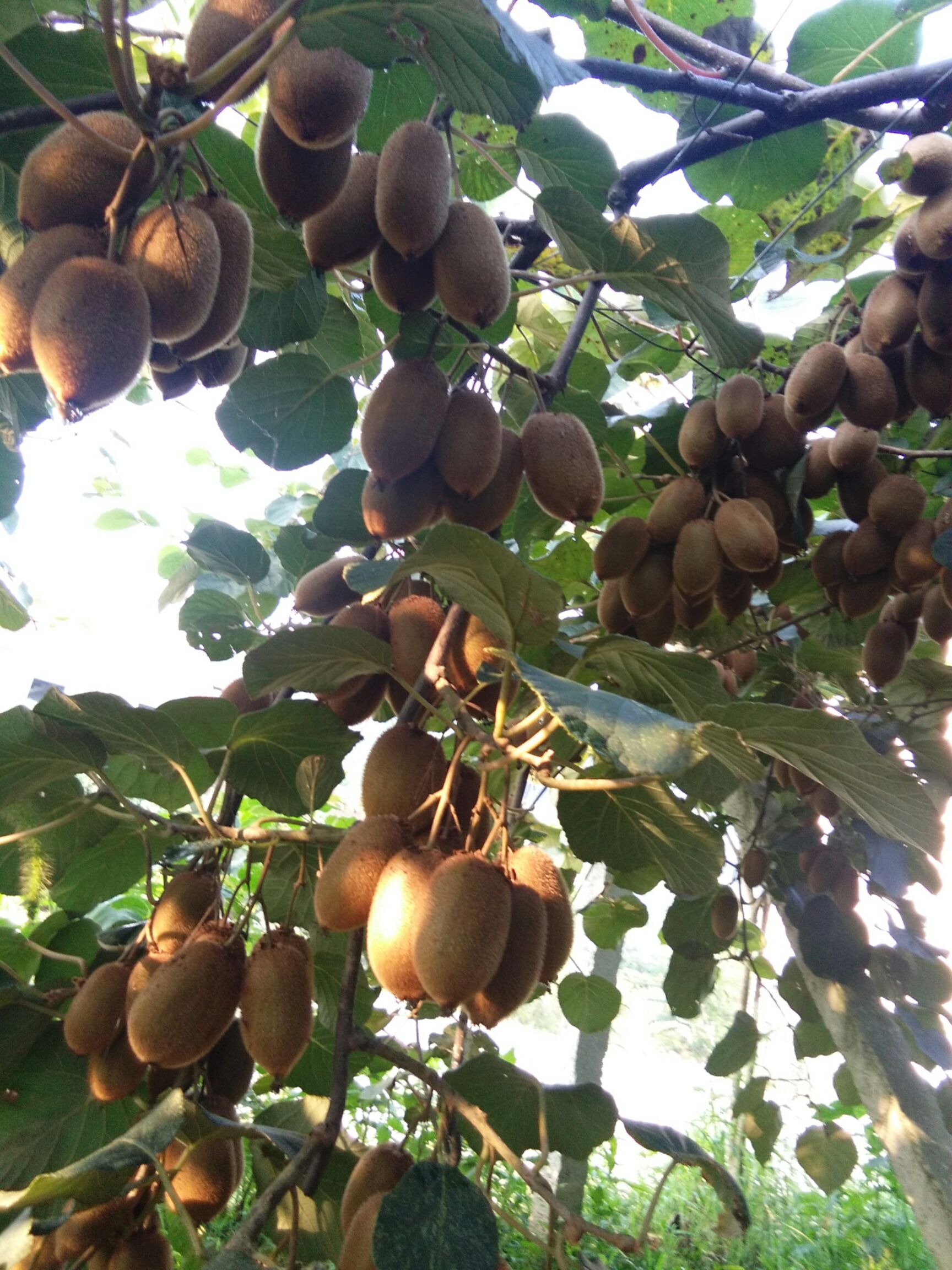 绿心猕猴桃 120克以上