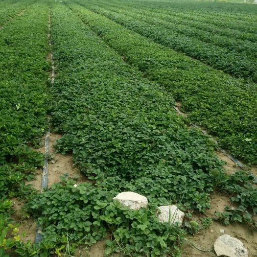 泰安红颜草莓苗  批发草莓苗 基地直供穴盘草莓苗 价格便宜