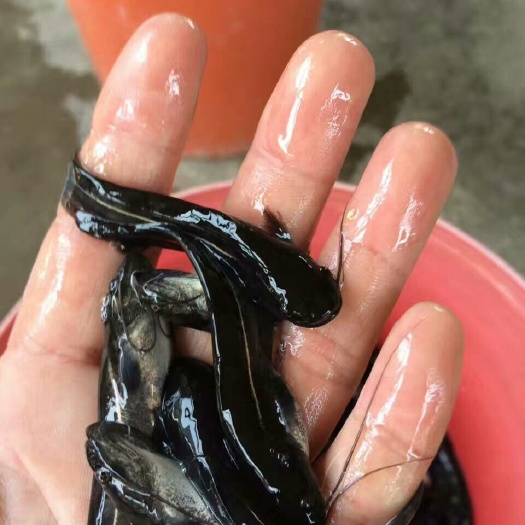 广州鲶鱼苗