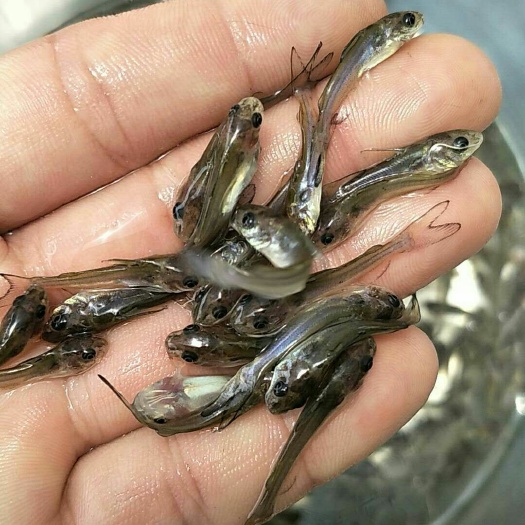 广州叉尾鮰鱼