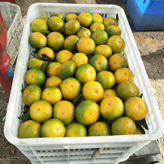江永县特早蜜桔