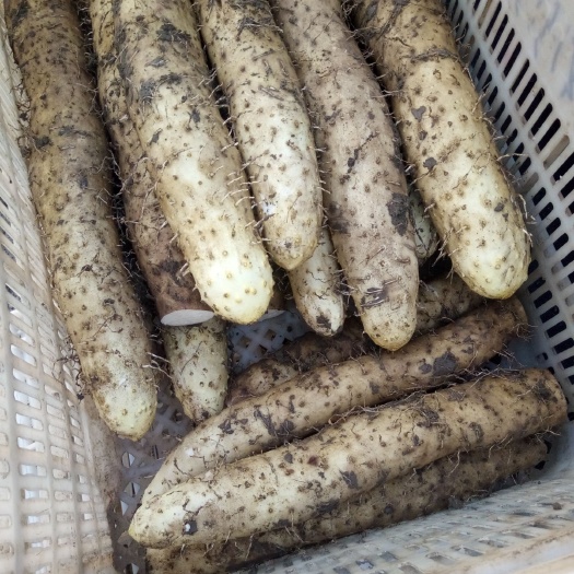 青州市山药种子 