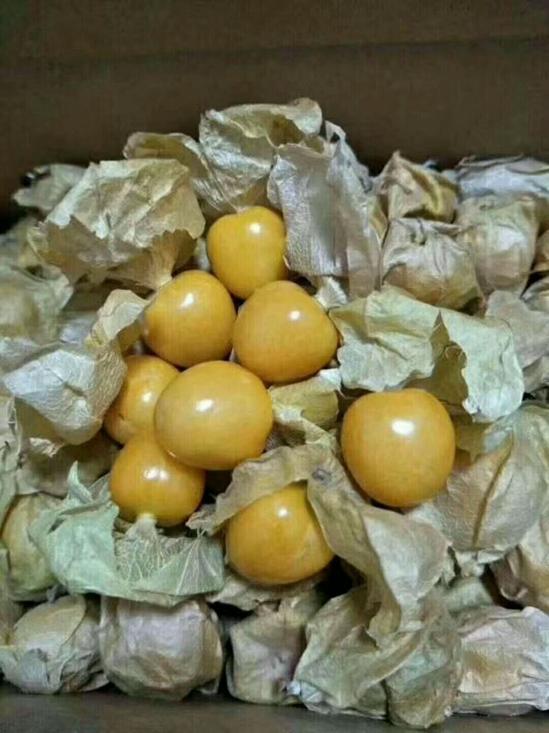 菇娘 
