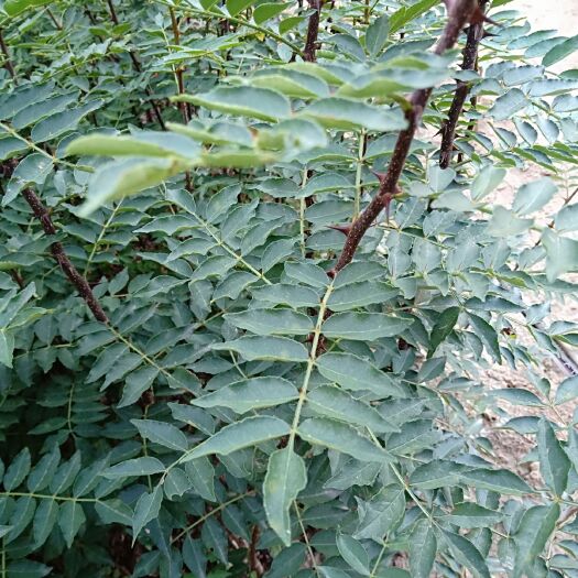 泰安大红袍花椒苗 
