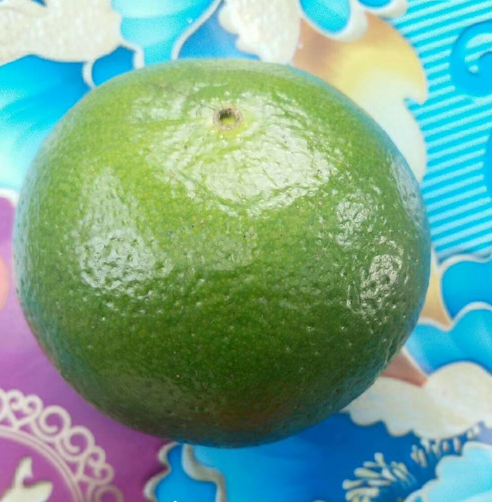 特早蜜桔 5 - 5.5cm 1.5 - 2两