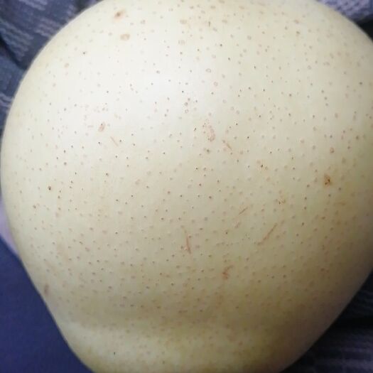 馆陶县皇冠梨 75mm以上 300-350g