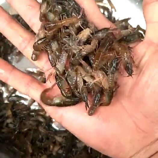 广州澳洲龙虾  0.4斤/只以下