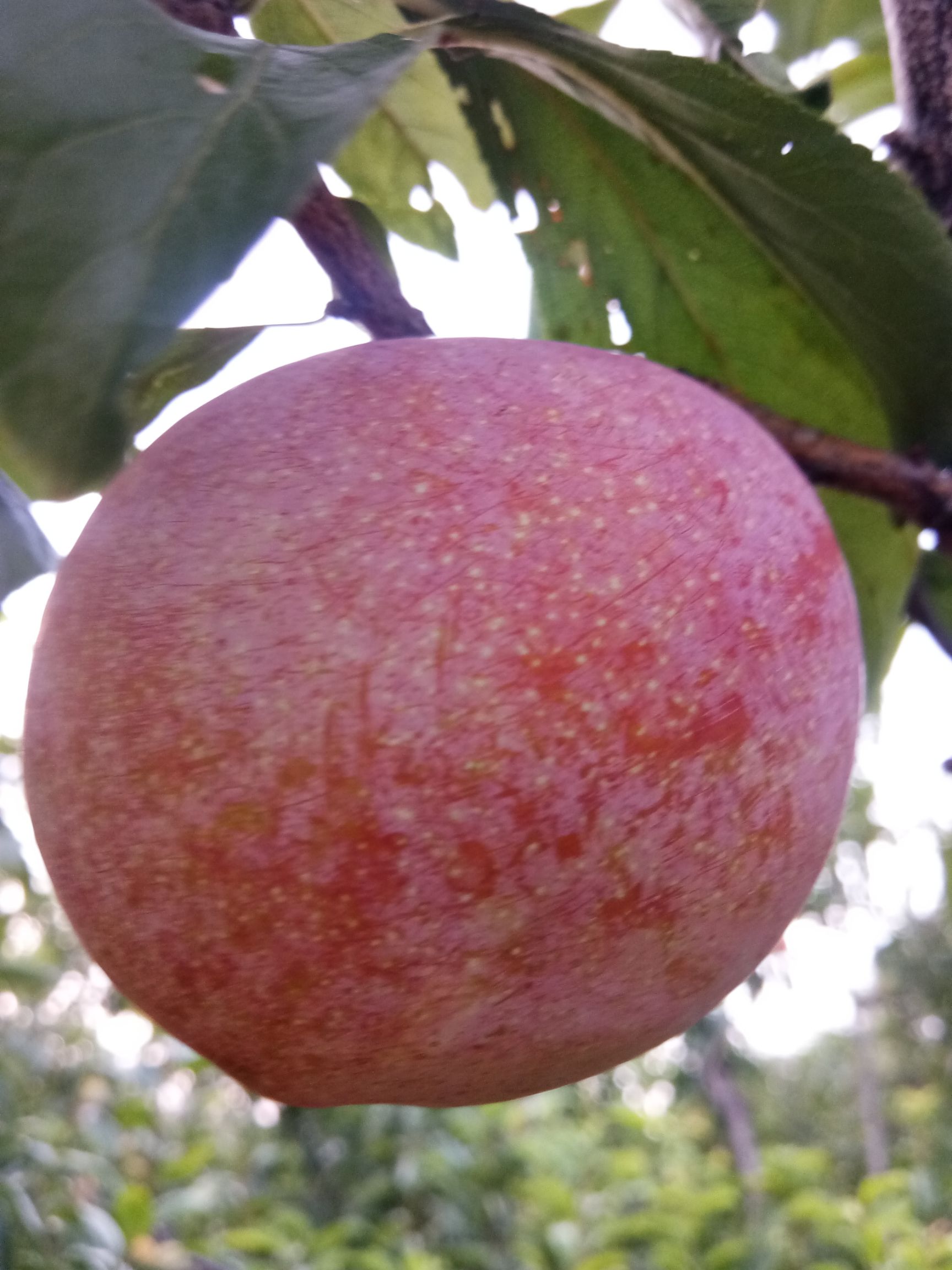 秋姬李子 50mm以上