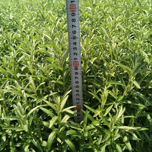 翁牛特旗沙棘苗  20-50公分