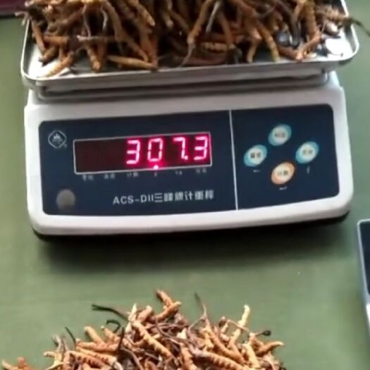 民乐县冬虫夏草