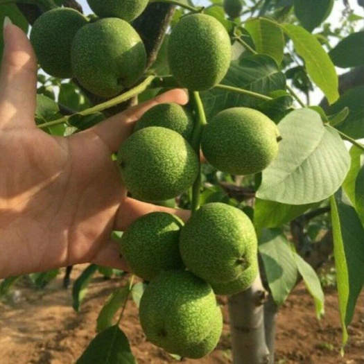 泰安香玲核桃苗