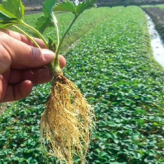泰安红颜草莓苗 地栽苗 10~20公分