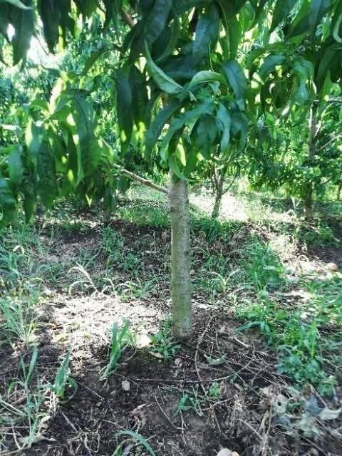 唐河县红不软桃苗 1~1.5米