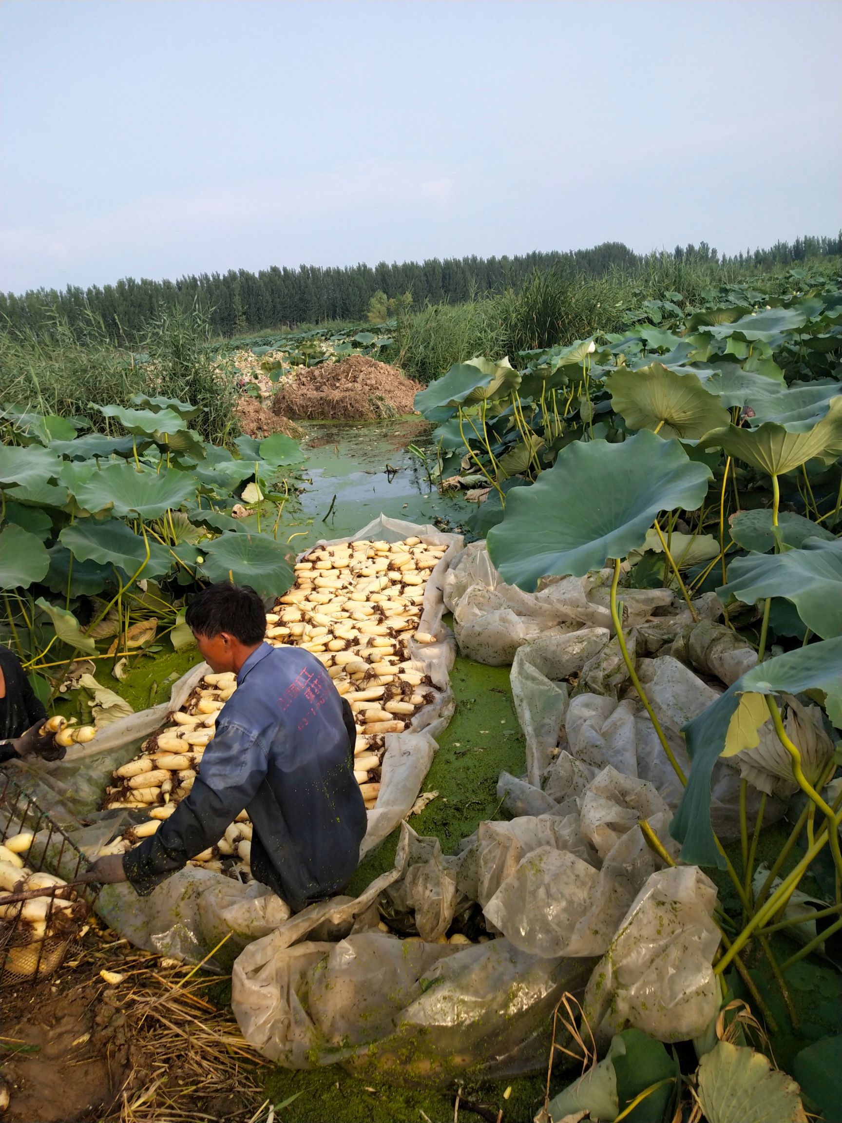运河,环境优美,交通便利,日照时间长,土壤酸碱度为中性,机宜莲藕生长