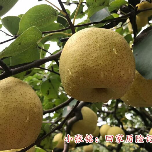 砀山县砀山酥梨的原产地直发，长年供应