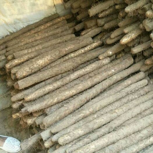 大名县白玉山药 70~90cm 