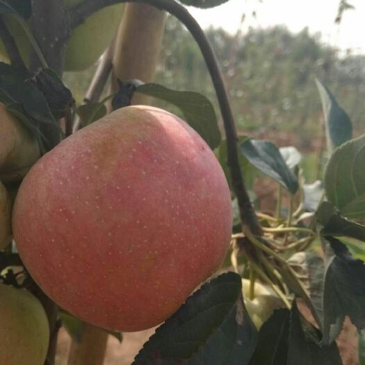 泰安红蜜脆苹果苗 蜜脆苹果高产果个大，中熟色泽好，、抗病、抗虫、抗逆、优质