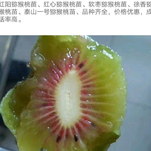 泰安红阳猕猴桃苗 嫁接苗