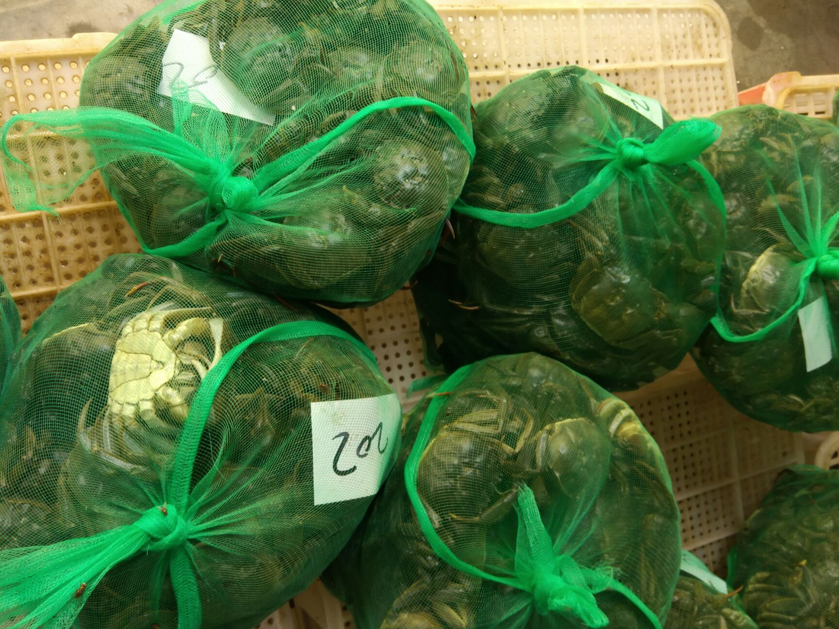 大闸蟹 2.0-2.5两 公蟹 ***大闸蟹 2.0-2.5两 公蟹