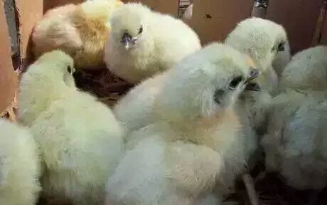 翼城县白凤乌鸡苗 统货