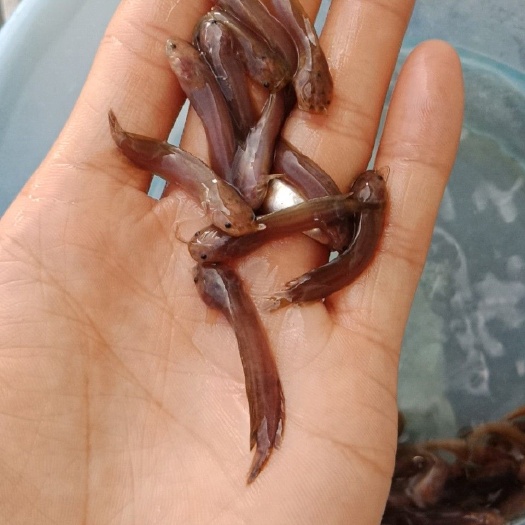 惠州八胡鲶鱼苗