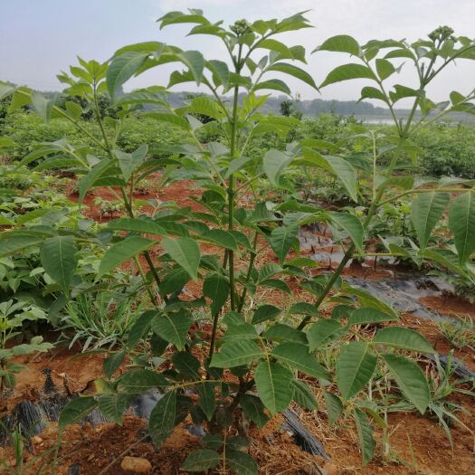 樟树市吴茱萸