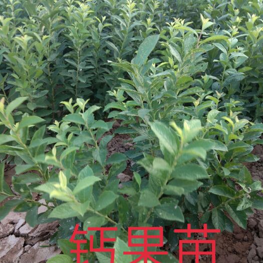 绛县钙果苗 0.5米以下