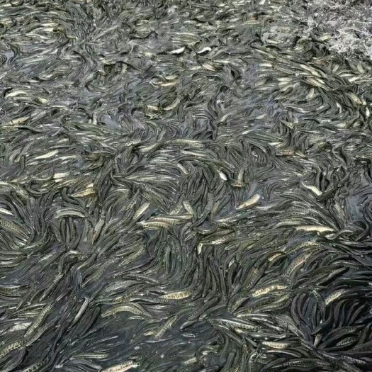 怀远县 黑鱼苗