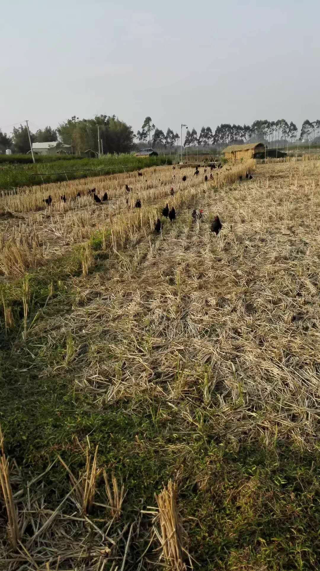 五黑鸡 统货 3-4斤