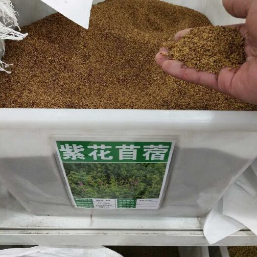 沭阳县紫花苜蓿