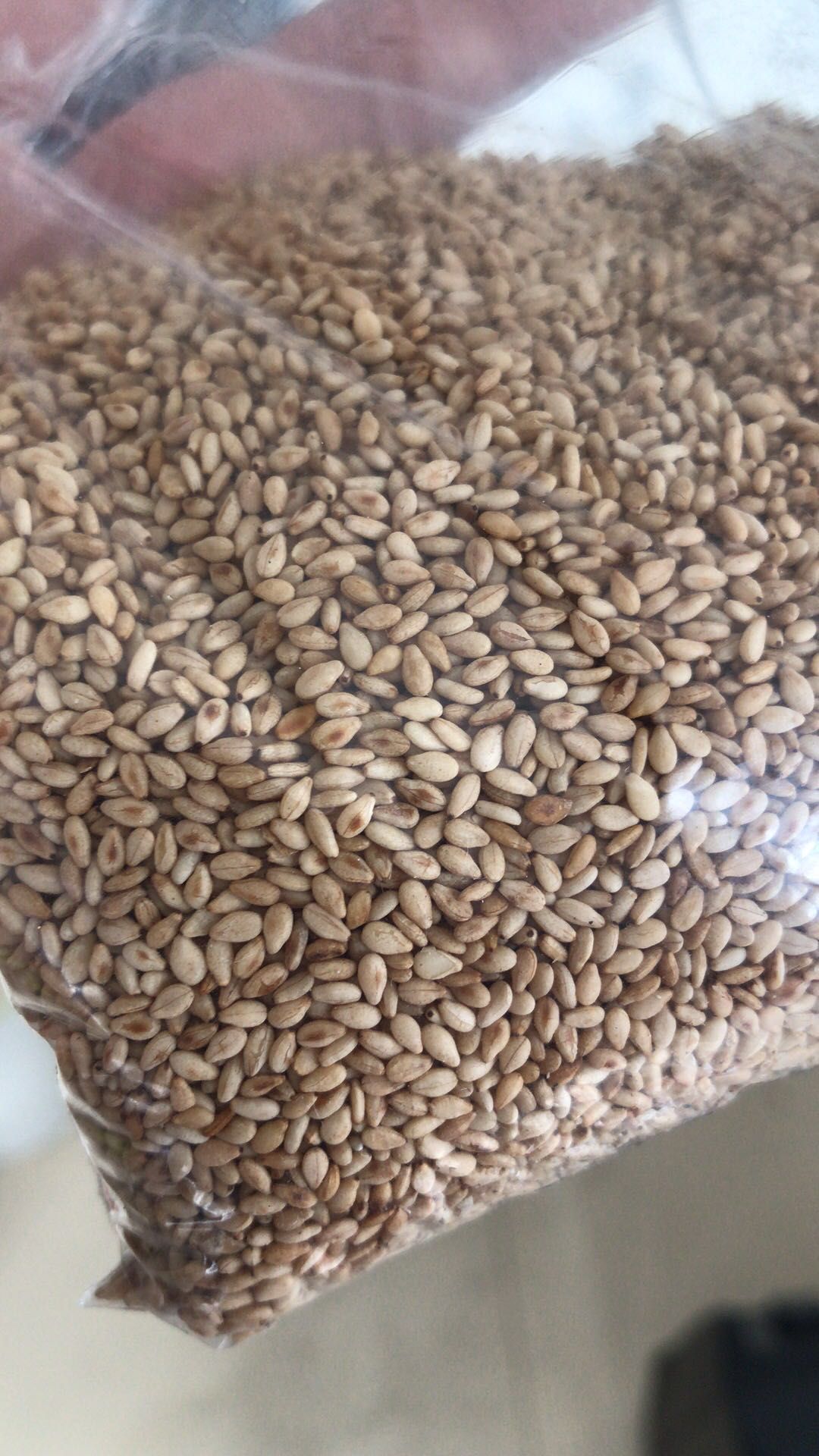 黑芝麻 今年新芝麻 熟黑芝麻  陆地自然成熟 开袋即食