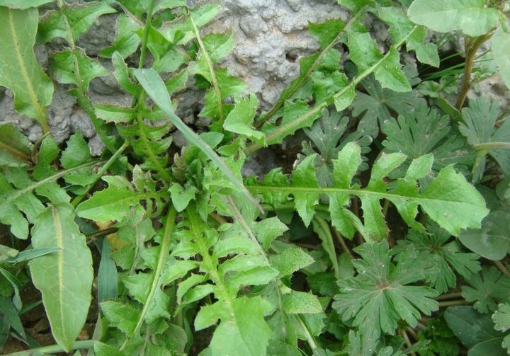沭阳县荠菜种子 