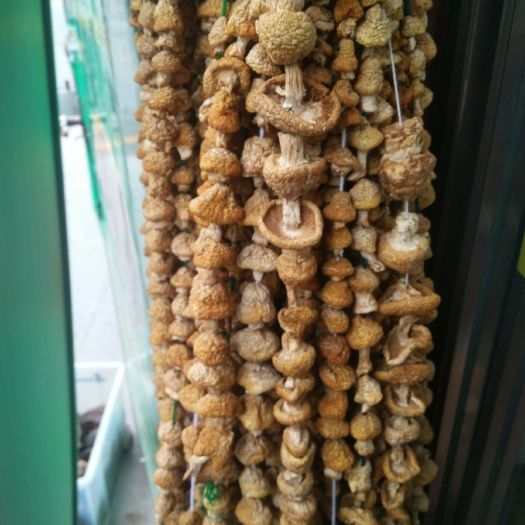 西宁蘑菇 